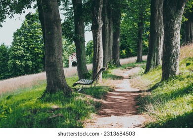 path in the park between the trees