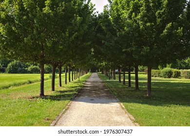 Path in a park bordered by trees with the shade casted by them