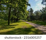 A path in the park in the rays of the sun in the early morning in June