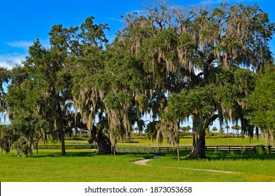 Path in Park through Trees 