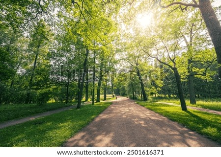 A path in a park with trees and a bench