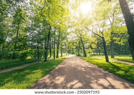 A path in a park with trees on both sides. The path is paved and there is a lot of grass. The sun is shining brightly, creating a warm and inviting atmosphere