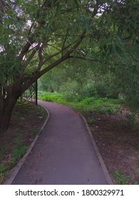 Path in the park under the trees