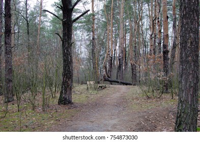a path in a pine forest
