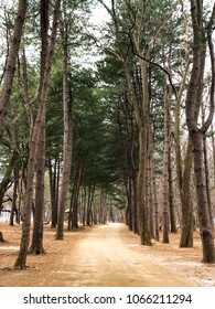 Path in the pine forest park