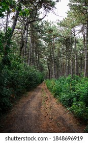 Path in a pine forest in spring, in cold colors.