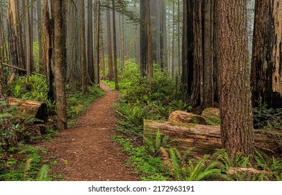 A path in a pine forest. Forest path view. Path in forest. Forest path way