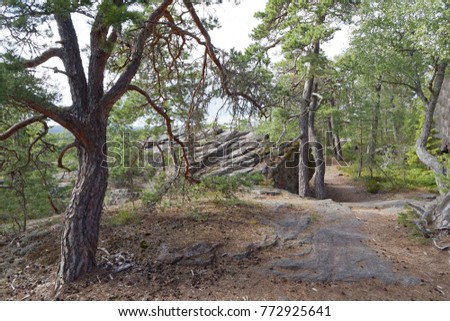 Path in the pine tree forest with very old gnarly trees on Aland, Autonomous province of Finland
