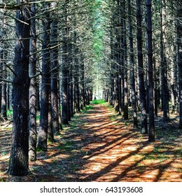 Path in pine tree woods on bright sunny day, intense filter colours