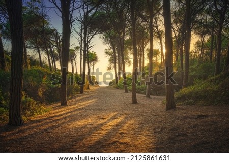 Path in pinewood forest and sea at sunset, Tombolo di Marina di Cecina, Maremma, Tuscany, Italy Europe.