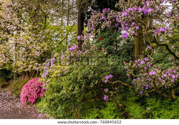 Path Portlands Crystal Springs Rhododendron Garden Royalty Free