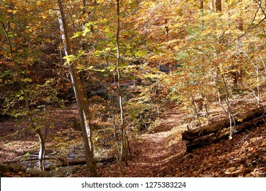 Path In Prince William Forest Park In Autumn