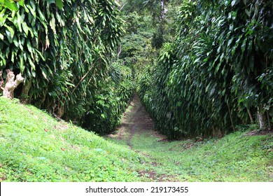 Path In The Rainforest At A Coffee Plantation. Nicaragua