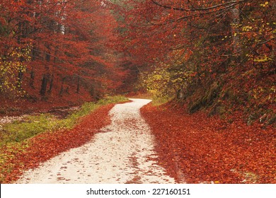 Path with red leaves through the forest during autumn