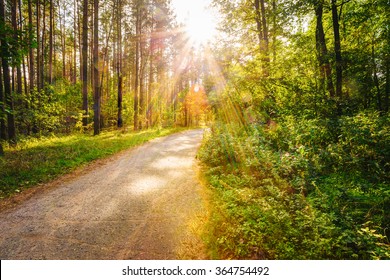 Path Road Way Pathway On Sunny Day In Summer Sunny Forest at Sunset or Sunrise. Nature Woods in Sunlight - Powered by Shutterstock