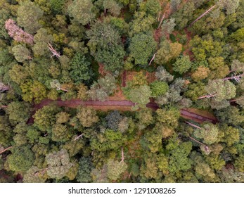 Path running through forest