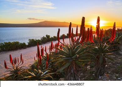 A path runs along the lagoon with Aloe Vera growing on the side of the road. The sun sets over the lagoon during autumn. Cape West Coast, South Africa.