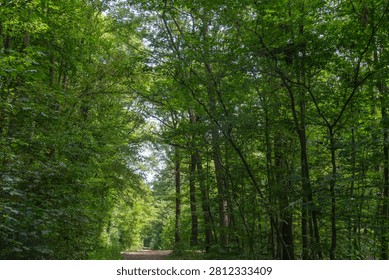 A path runs through a dense forest filled with green trees. Sunlight breaks through the branches creating patterns on the ground. It is midday.