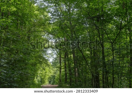 A path runs through a dense forest filled with green trees. Sunlight breaks through the branches creating patterns on the ground. It is midday.