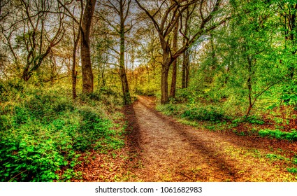 Path In Sherwood Forest