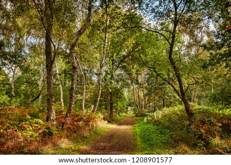 A path in Sherwood Forest, Nottinghamshire, England, UK