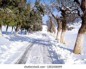 path snow beetwin trees