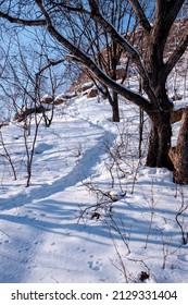 A Path In The Snow On A Mountain On A Warm Winter Day In The Forest