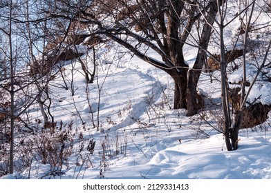 A Path In The Snow On A Mountain On A Warm Winter Day In The Forest