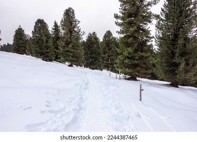 Path in the snow in the woods of the Dolomites mountains in Trentino Alto Adige, South Tyrol in the Odle Park, Funes, Italy
