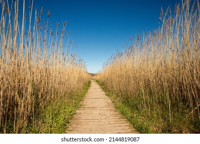 Path In A Special Protection Area For Birds Between Puzol And Sagunto.