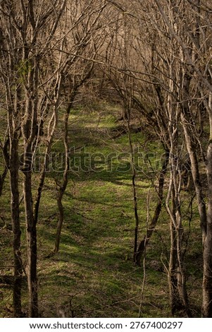 Path in the spring forest. Fresh spring foliage background. Environmental ecology background.