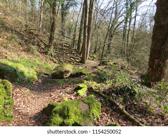Path in the spring forest with mossy rocks