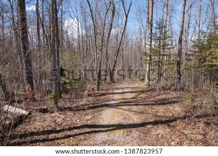 Path in a spring forest turning right and down