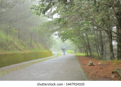 Path and steps in the beautiful mountain forest.
