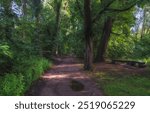 path in a summer forest at sunset. Deciduous forest or grove with greenery. Baum Grove in Almaty Kazakhstan