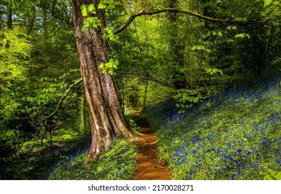 A Path In The Summer Forest. Forest Path Way. Summer Forest Path View. Path In Forest