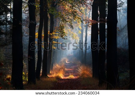 Similar – Foto Bild noch´ n wald Umwelt Natur