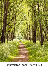 Path In A Sunny Summer Forest