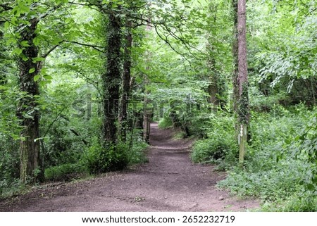 A path surrounded by green trees in the forest