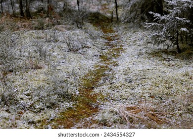 Path surrounded by snow covered pine trees in a winter scene