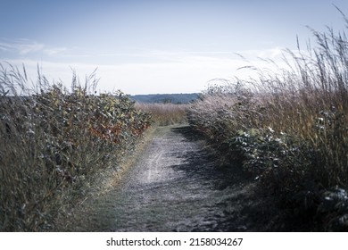 A Path Surrounded By Tall Dry Grass