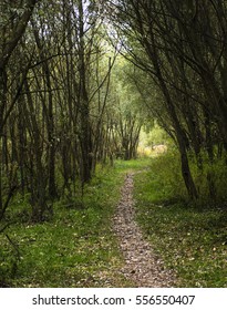 The path is surrounded by tall trees. Grove.