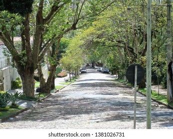 A path surrounded by trees and an empty street.