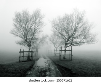 path surrounding by trees in the fog
