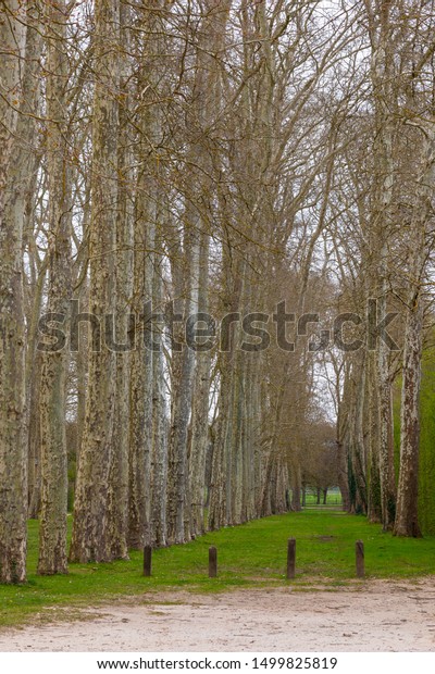 \
Path with tall\
trees with no way for\
cars