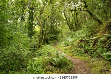 Path that is located within a beautiful landscape full of lush and green vegetation. Concept landscape, water, forest, vegetation, humidity. - Shutterstock ID 2345723599