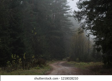 path that passes through the coniferous forest