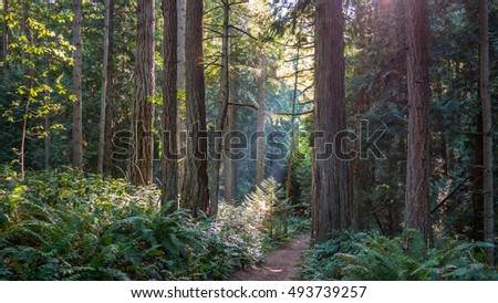 A path in the thick green forest. Green fern growing on the sides of the path. The sun's rays fall through the leaves. Bridle Trails State Park, WA