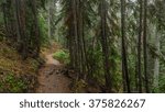 A path in the thick spruce forest. BLUE LAKE TRAIL, Washington state