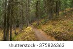 A path in the thick spruce forest. BLUE LAKE TRAIL, Washington state